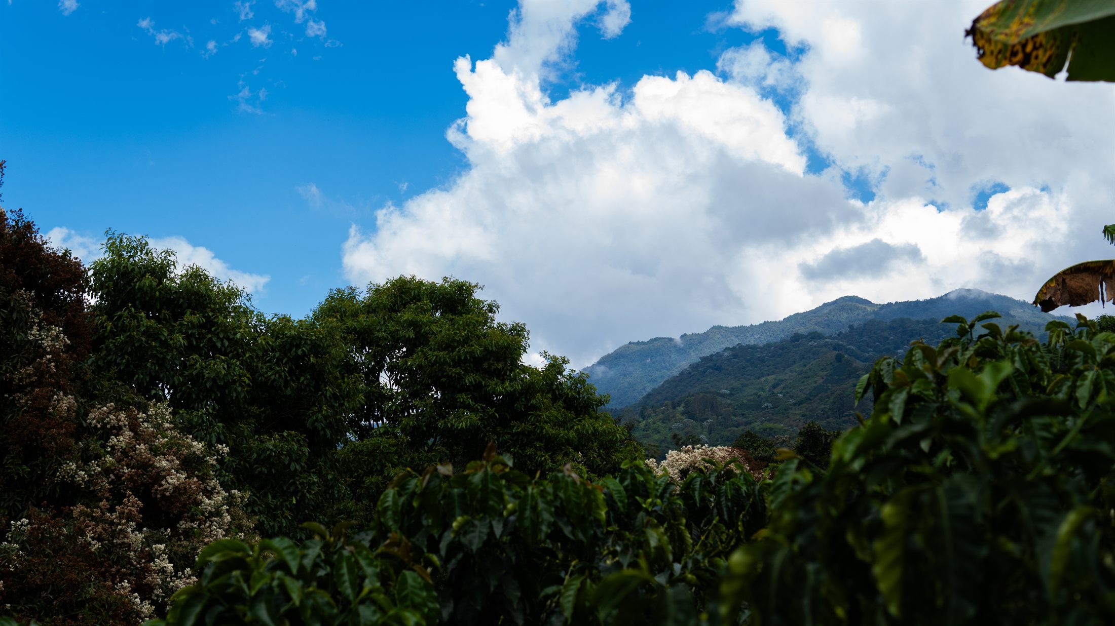Coffee farm beneath the mountains, Quindío, Colombia