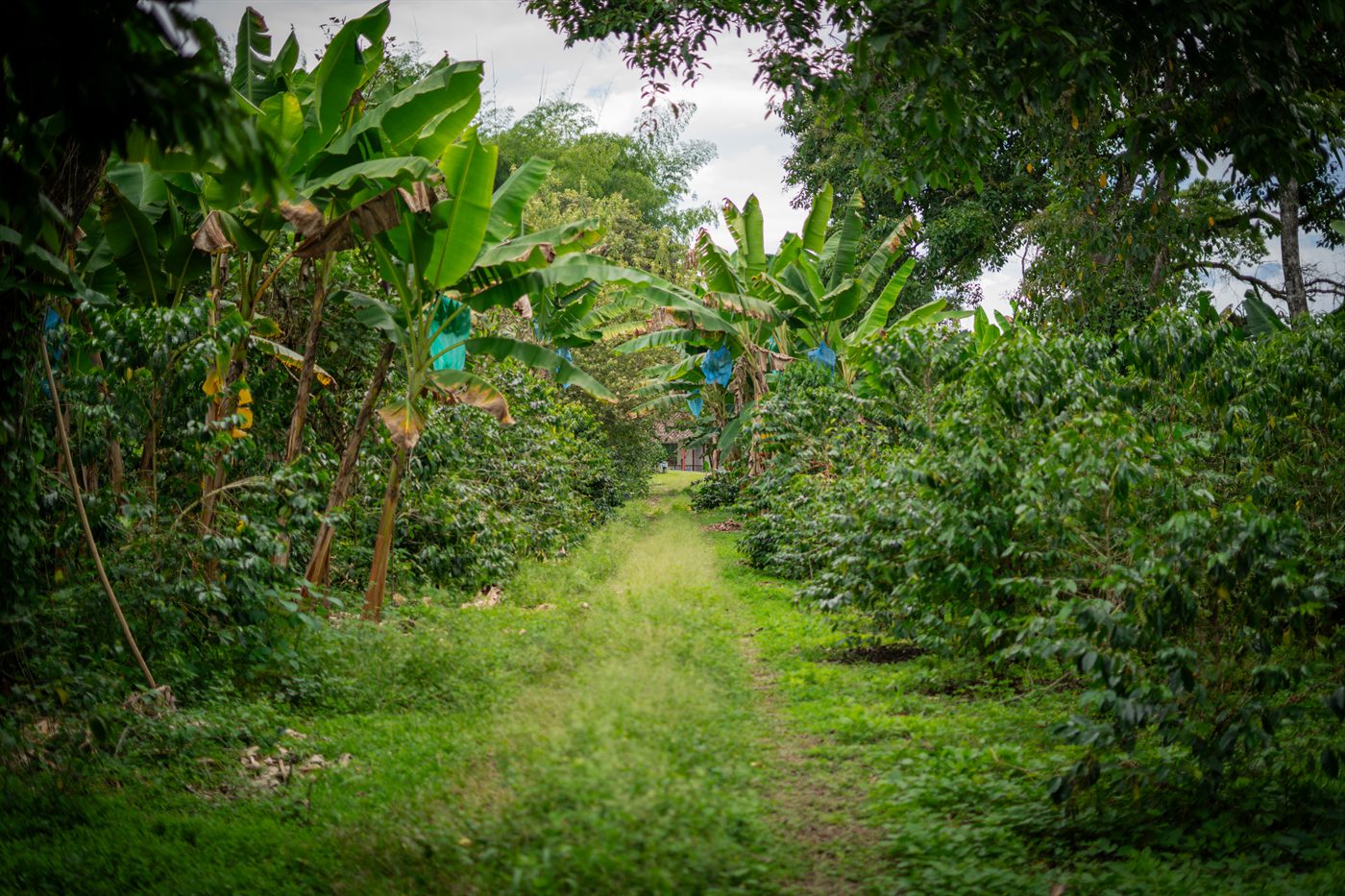 Farm path through the coffee