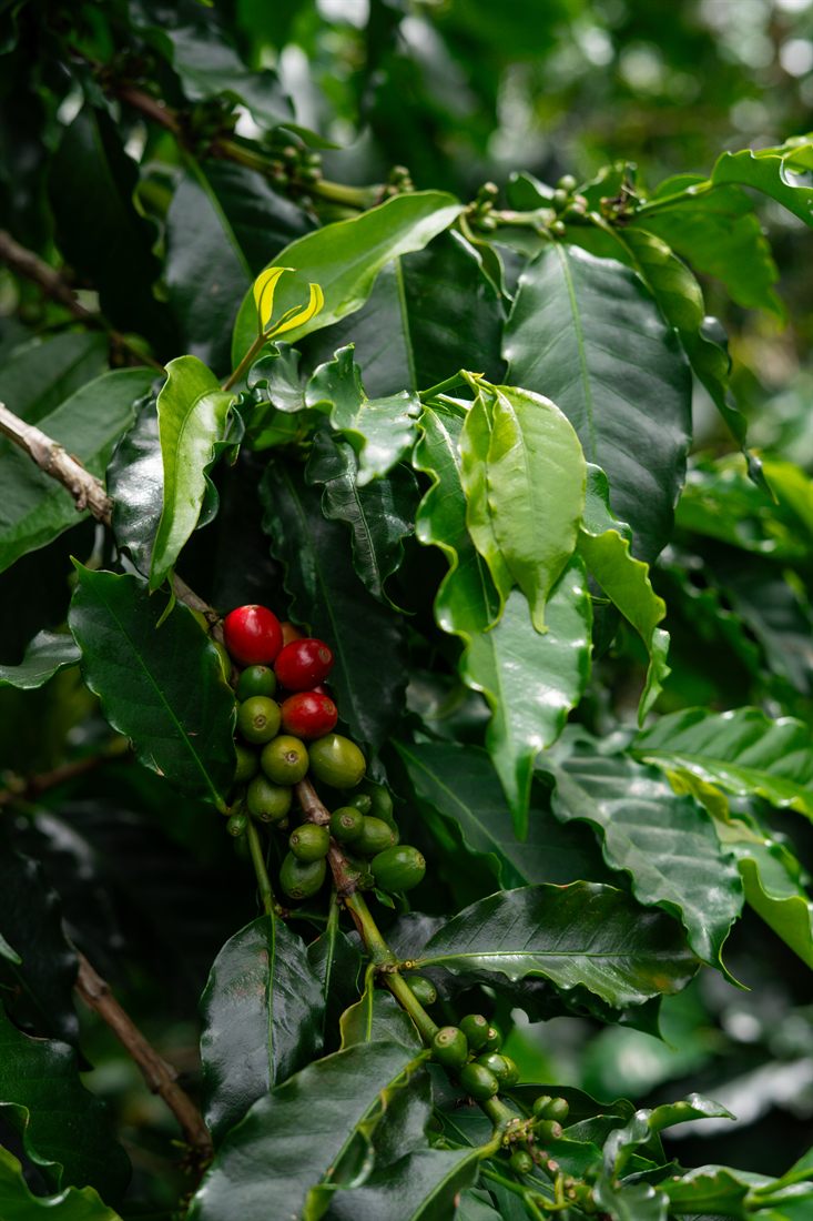 Ripe coffee cherries